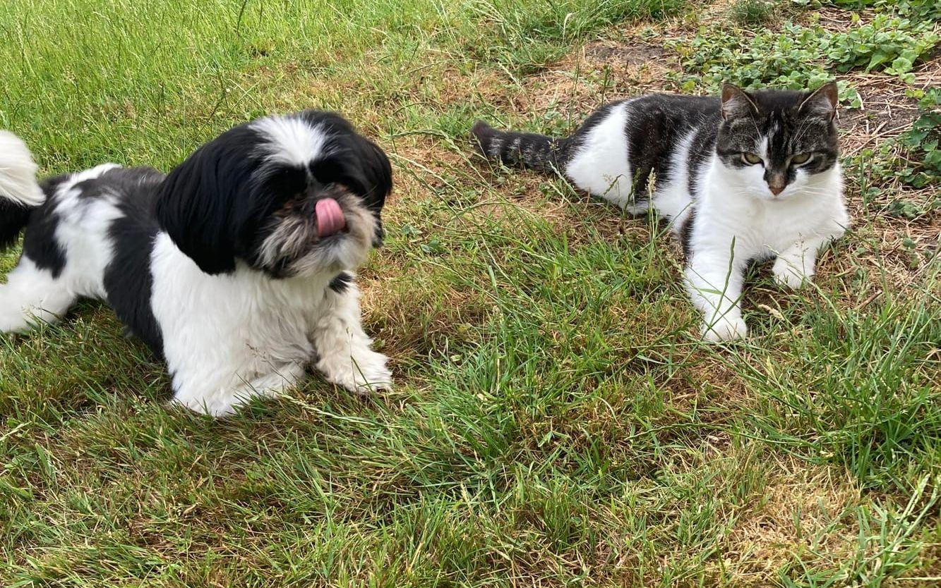 Hund och katt hänger i Anneberg.