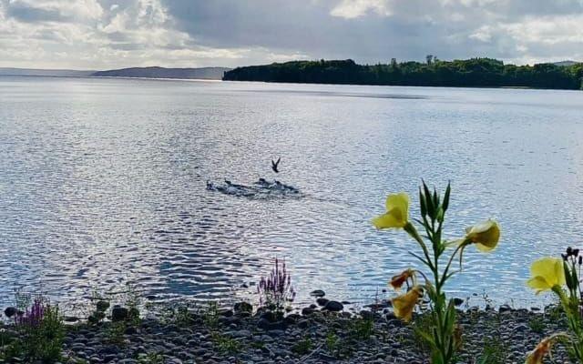 Lygnern en dag i juli.