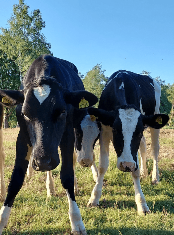 Tre nyfikna damer i Hult i Frillesås.